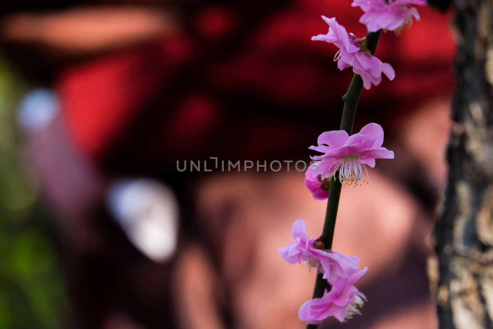 UME flower- japanese plum blossom