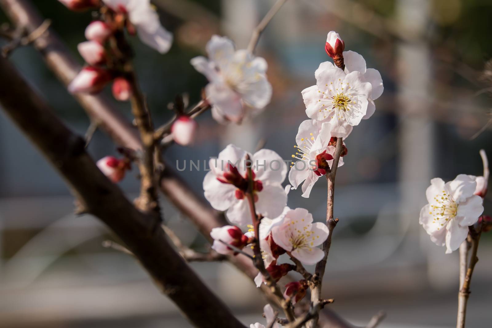 UME flower- japanese plum blossom