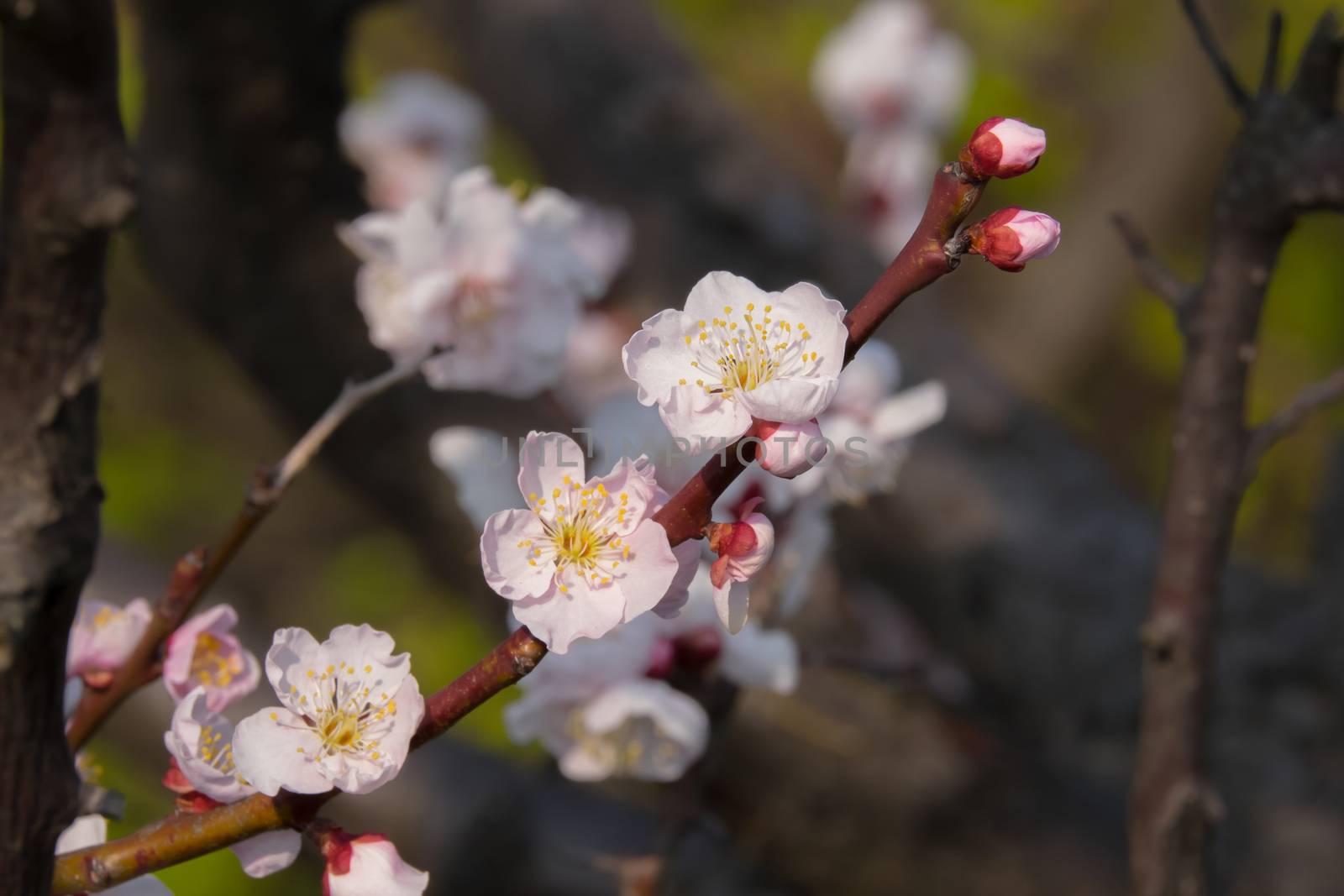 UME flower- japanese plum blossom