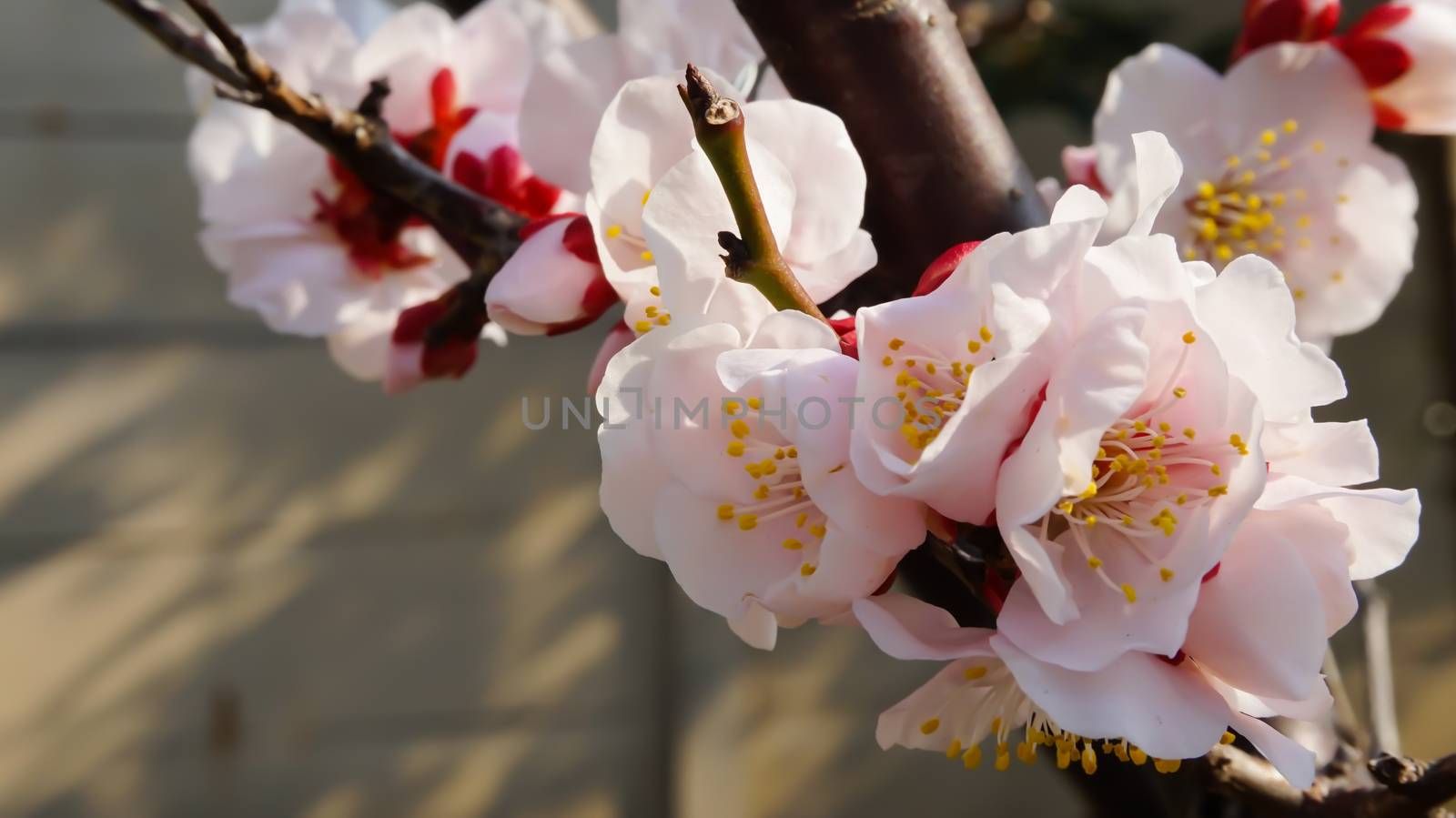 UME flower- japanese plum blossom