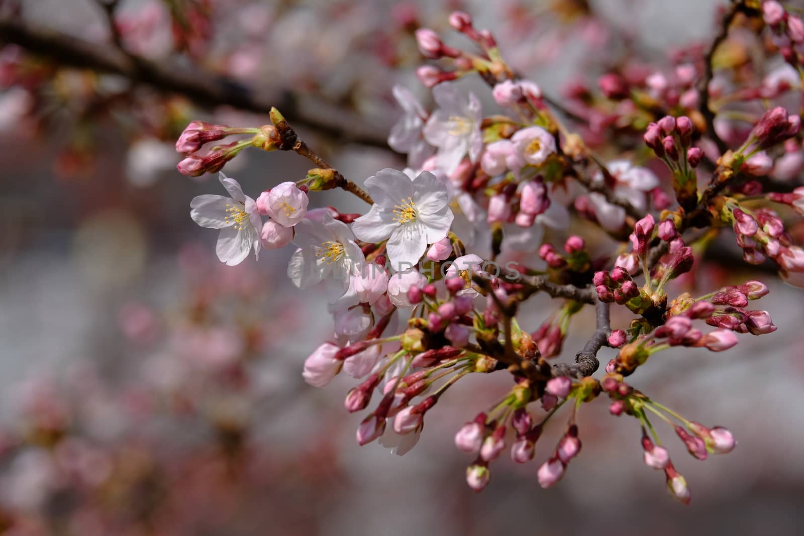 Cherry blossoms begin to bloom