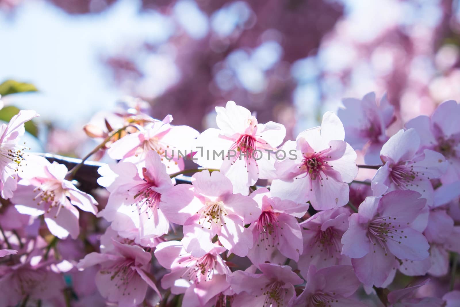 pink cherry blossom in full bloom