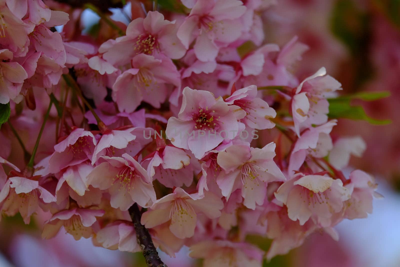 pink cherry blossom in full bloom