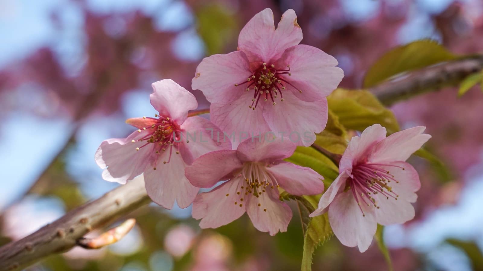 pink cherry blossom in full bloom