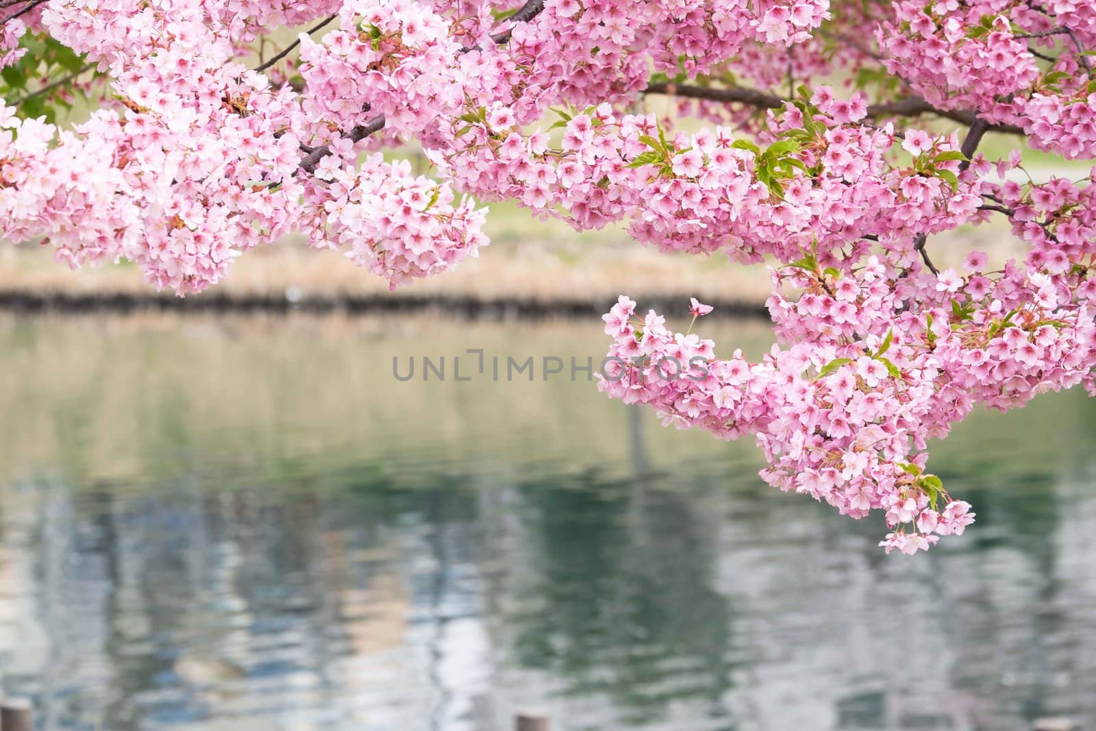 pink cherry blossom in full bloom