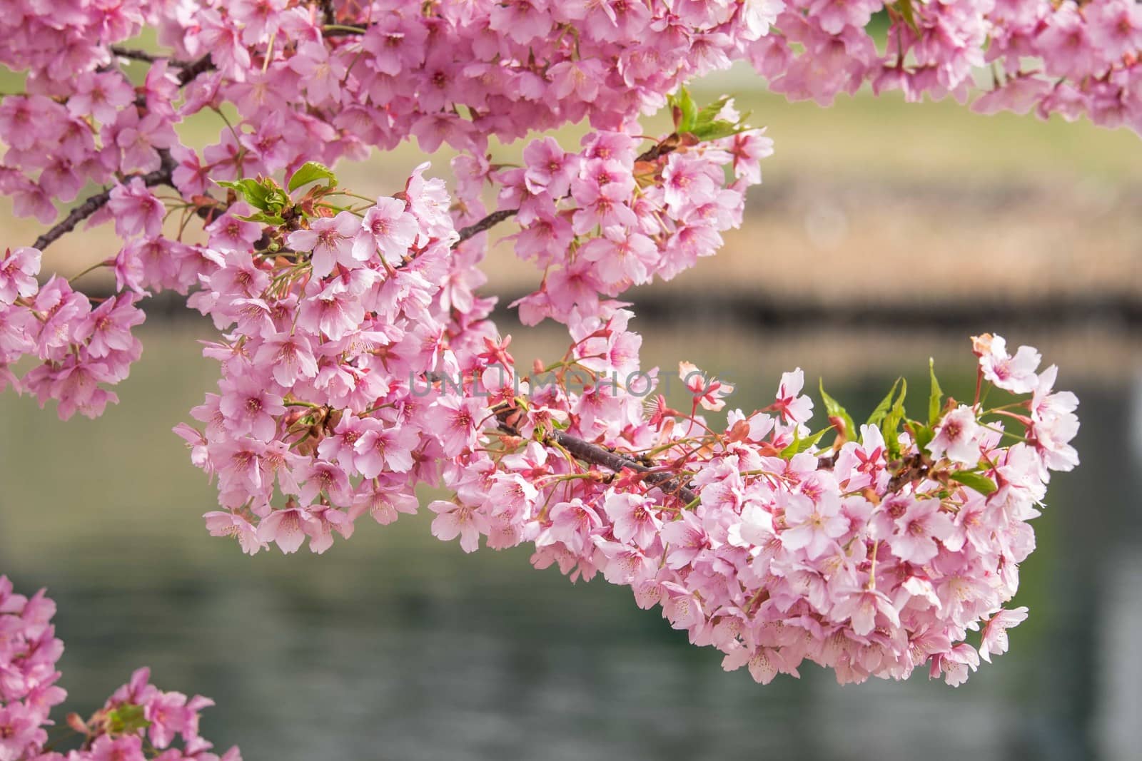 pink cherry blossom in full bloom