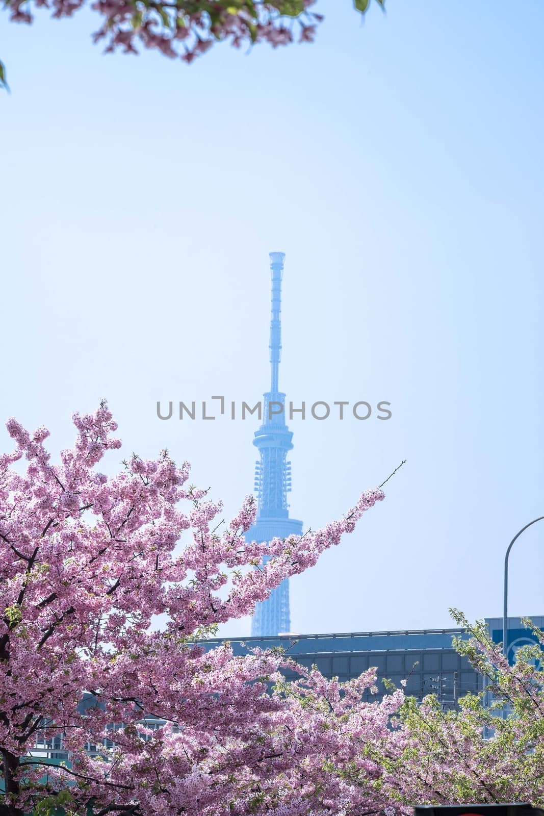 pink cherry blossom in full bloom