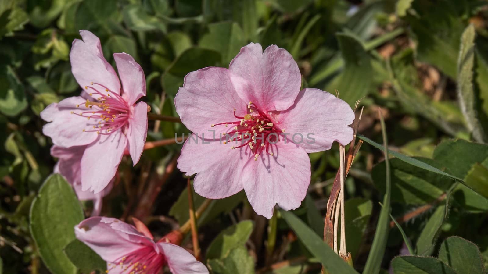 pink japanese cherry on the grass