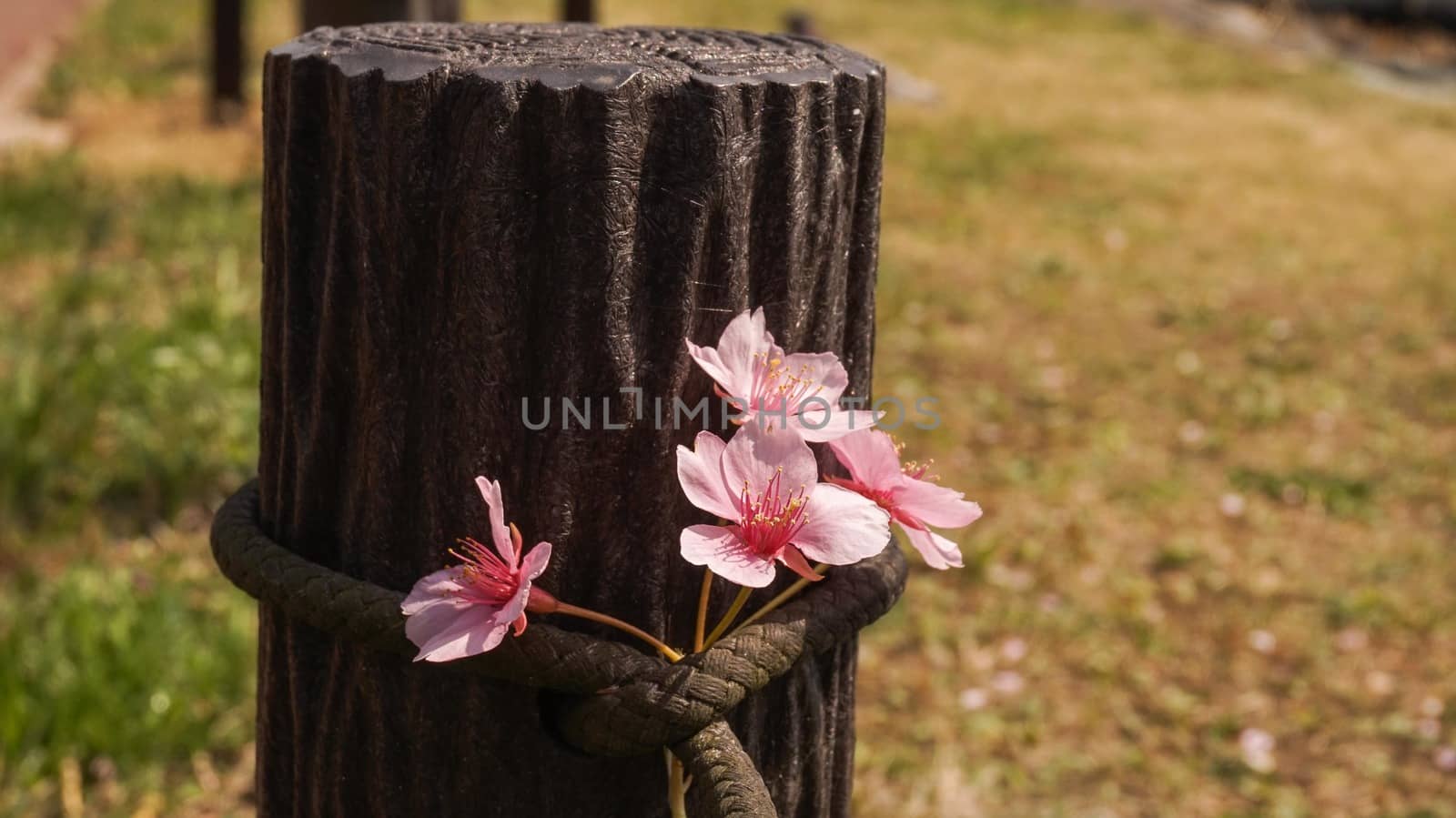 japan cherry blossom on stump