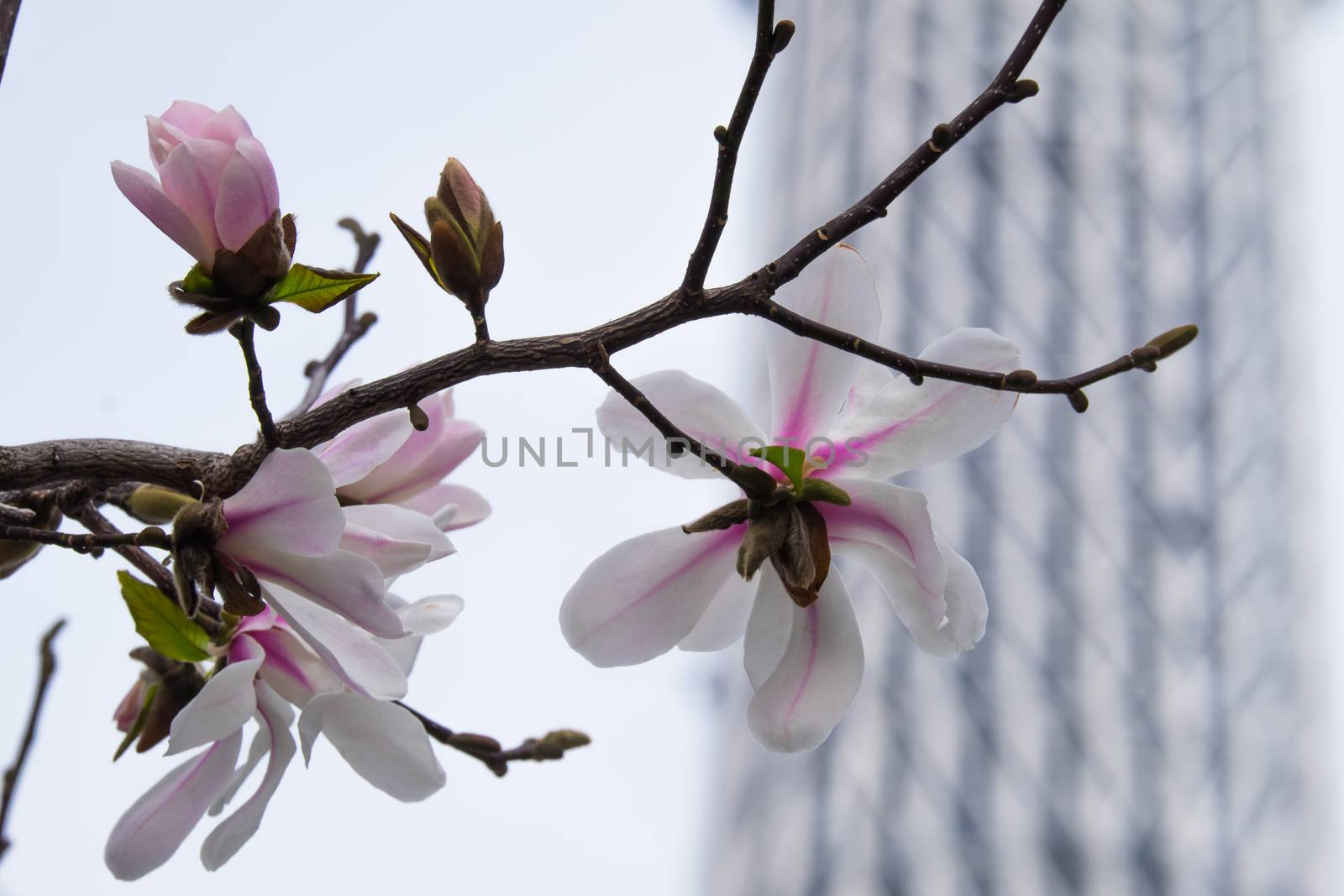 Magnolia flower with Tokyo sky tree background