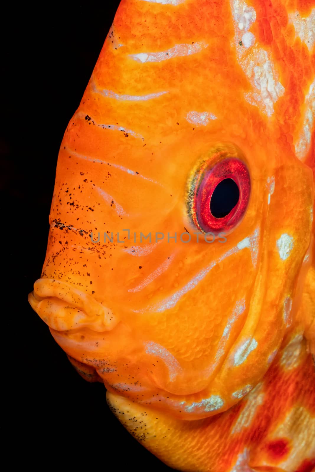 Beautiful portrait of orande head of discus fish