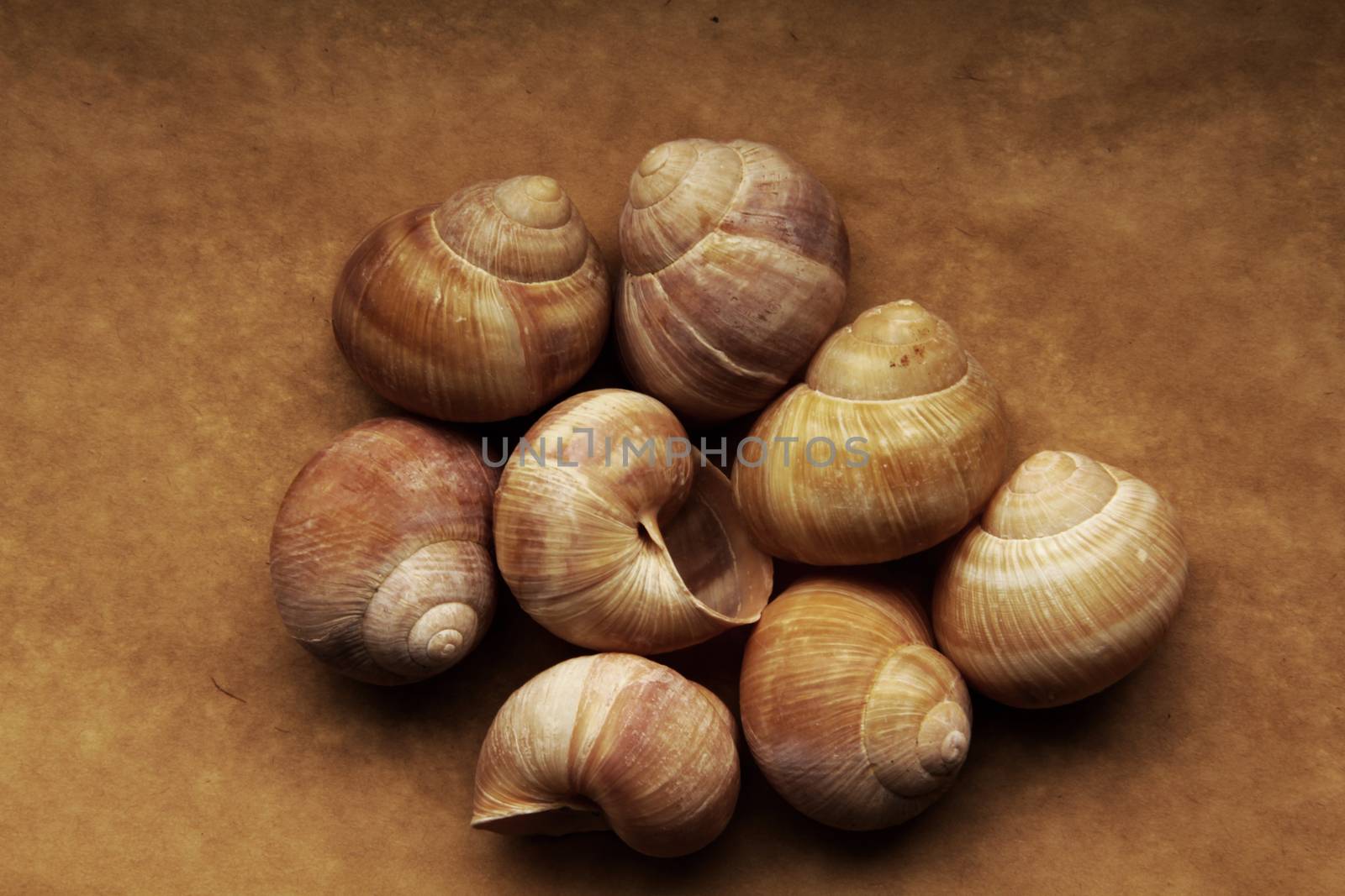 Shells of grape snails on old paper