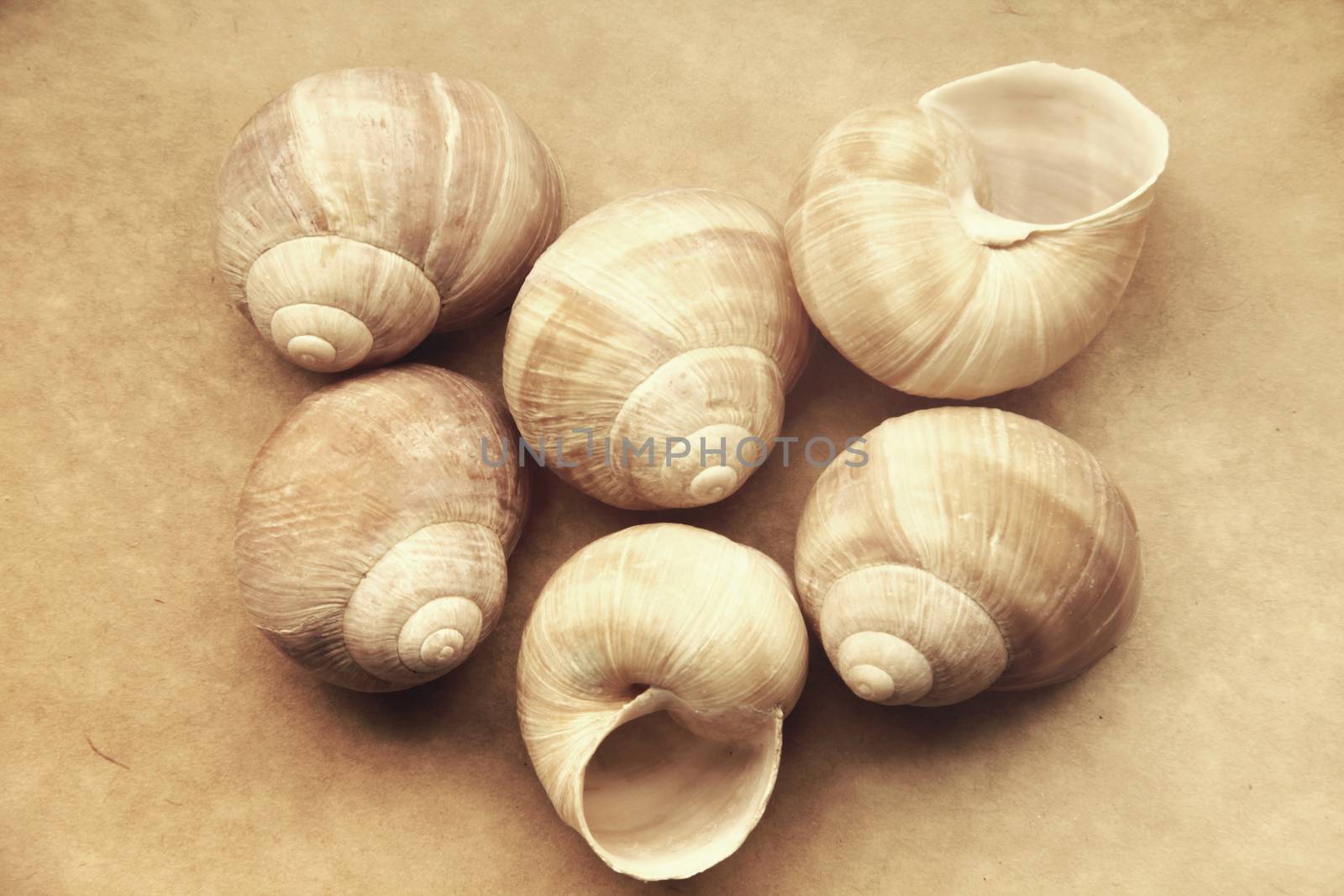 Shells of grape snails on old paper