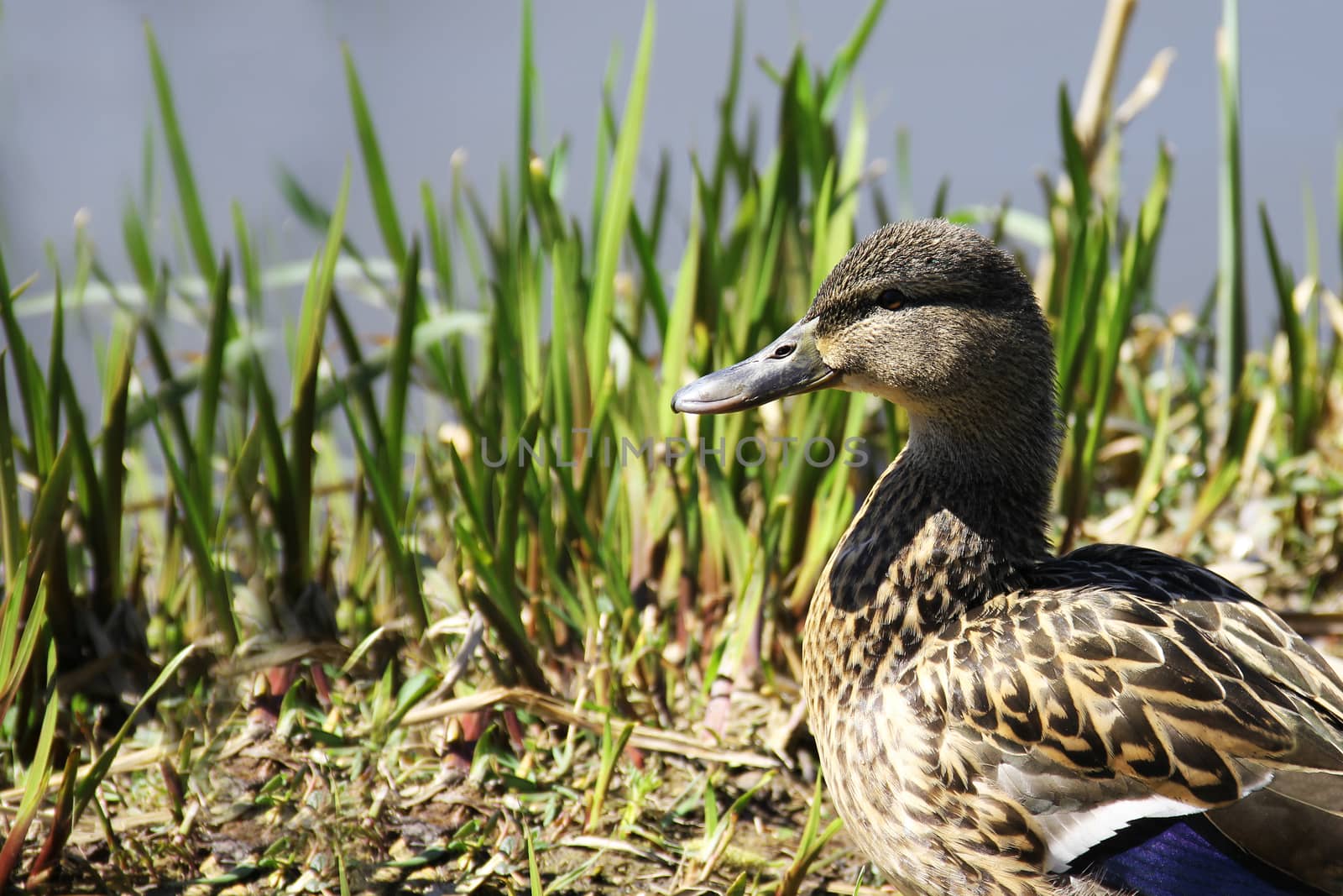 Duck at the bank of river