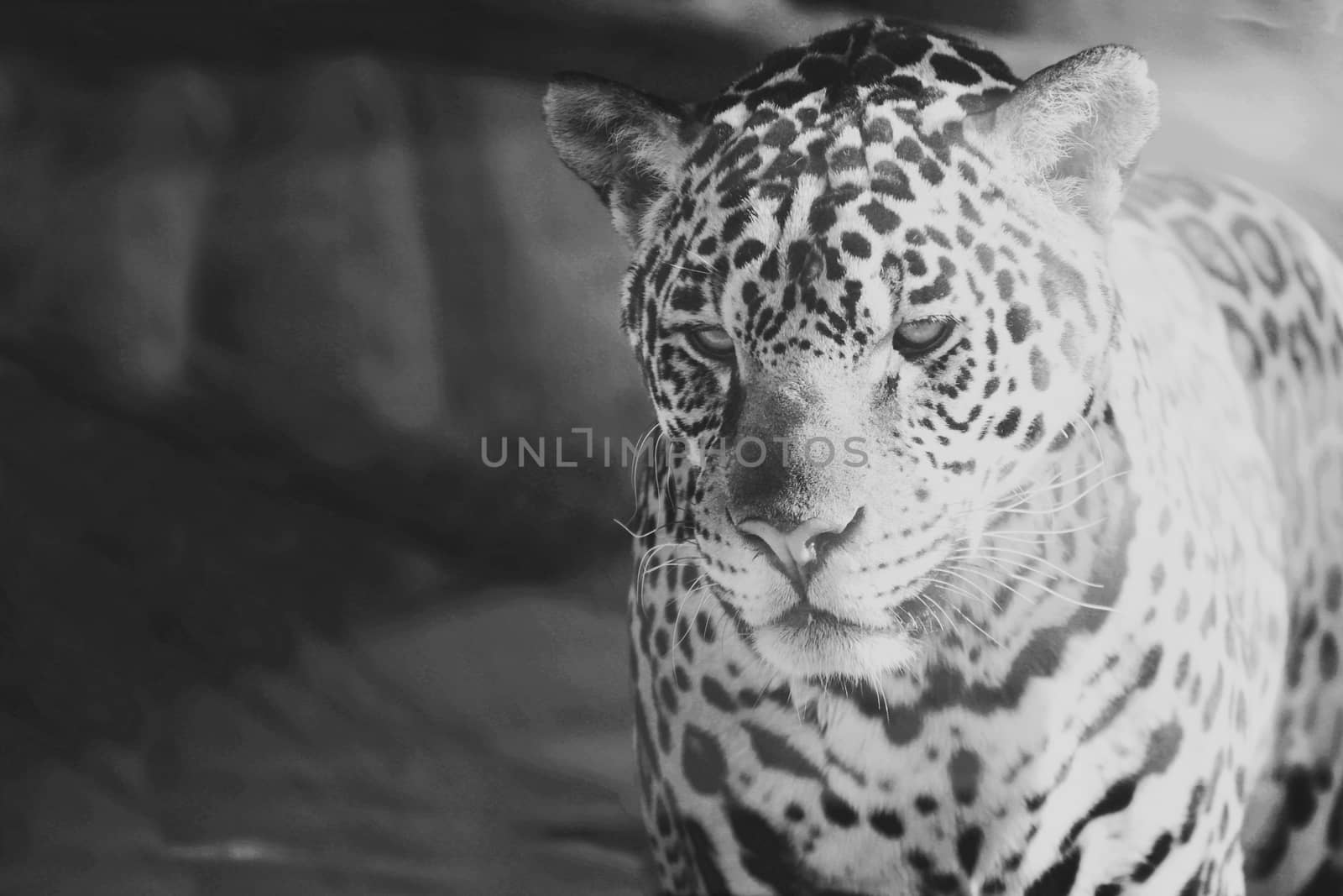 Leopard close up portrait black and white