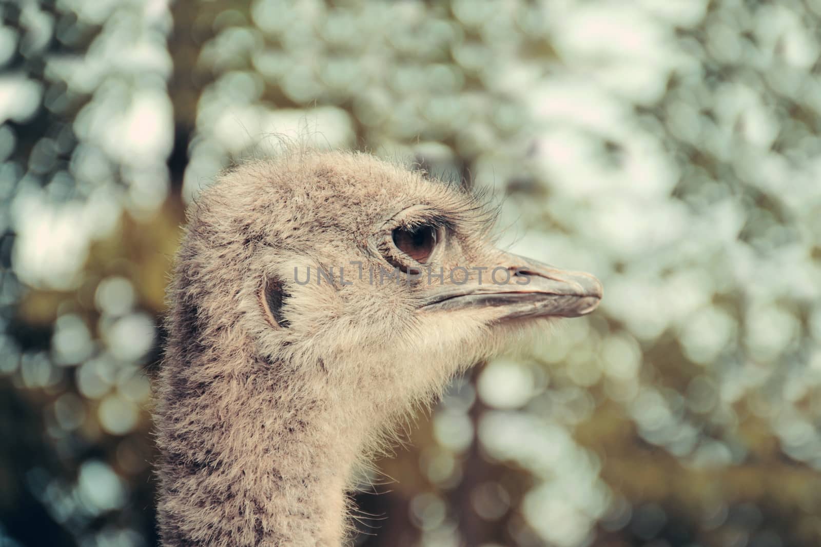 Head of the ostrich portrait close-up
