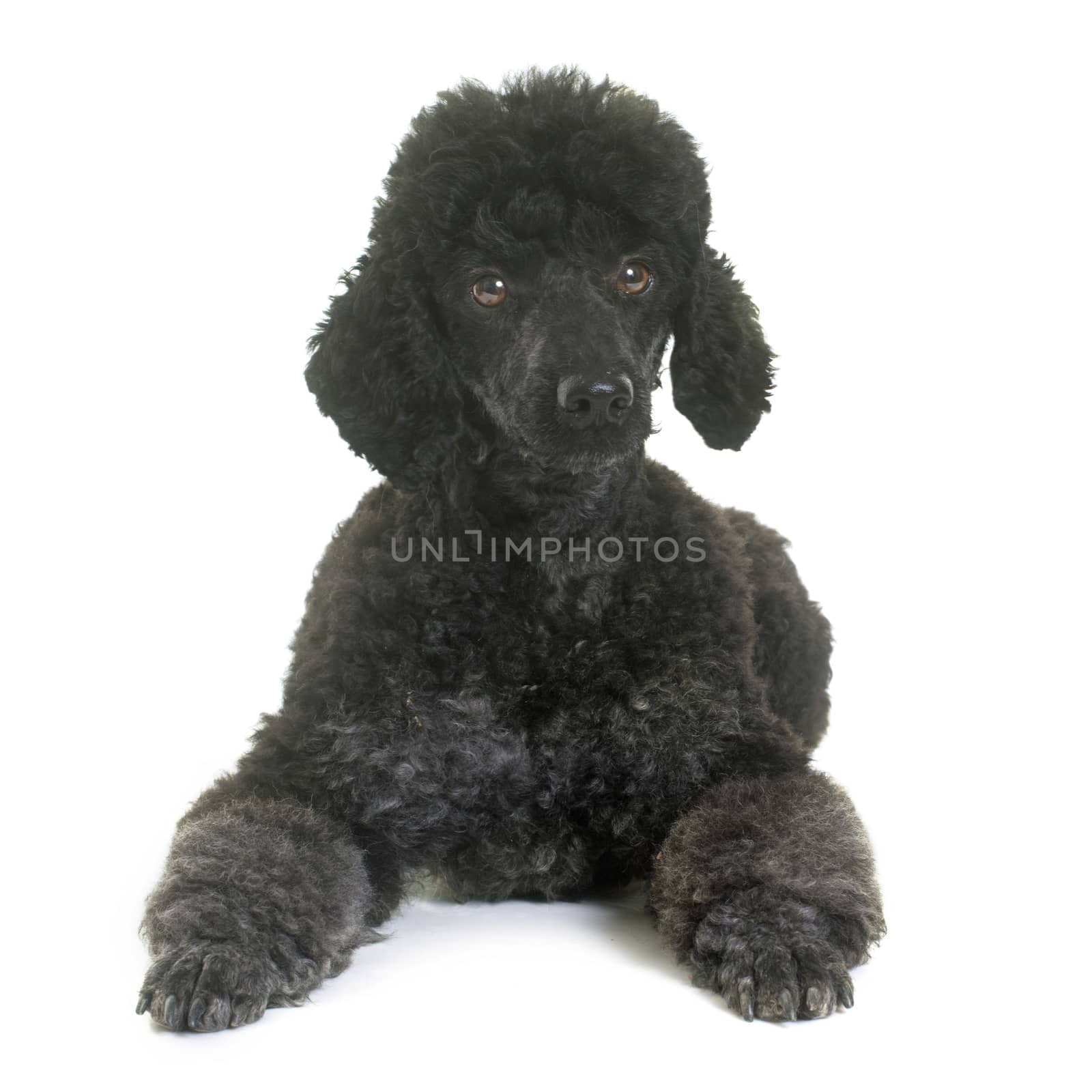 black poodle in front of white background