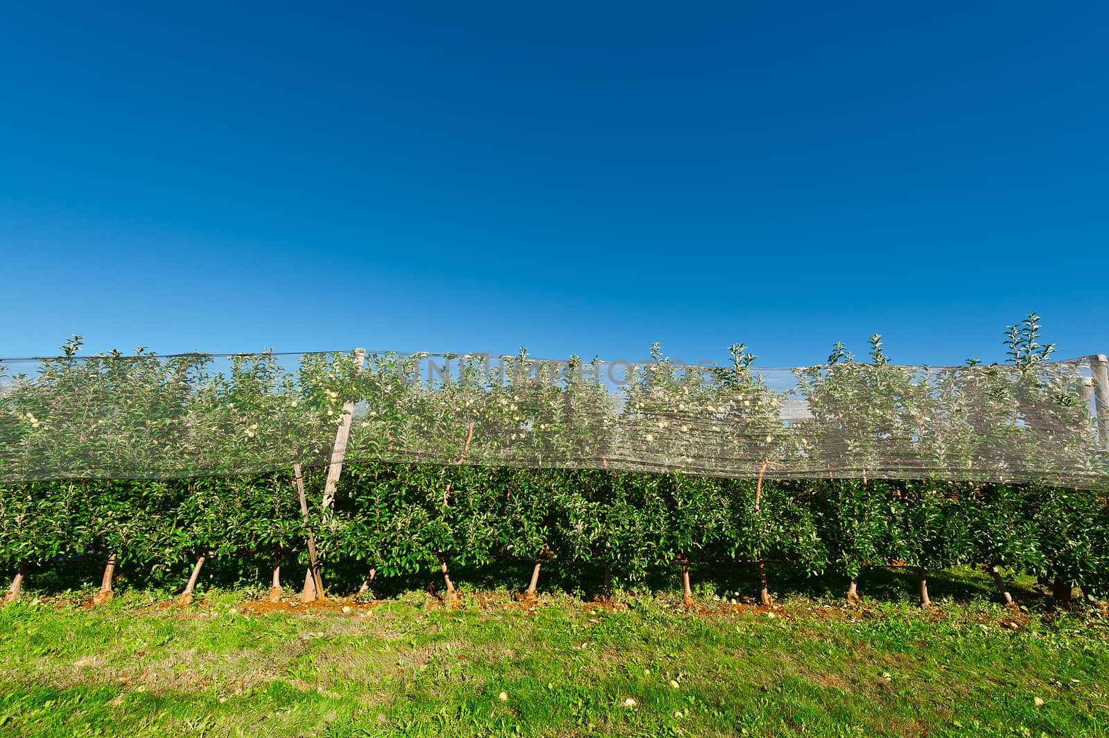 Apple on the Tree Ready for Harvests inside the Greenhouse in France