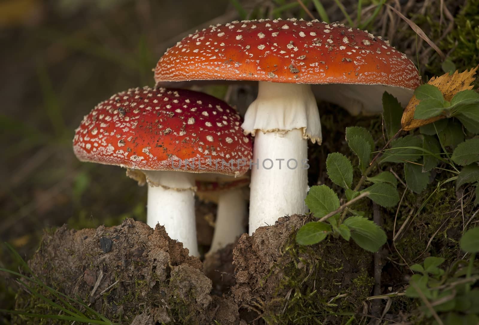 Mushroom in the autumn forest. by sergey_pankin