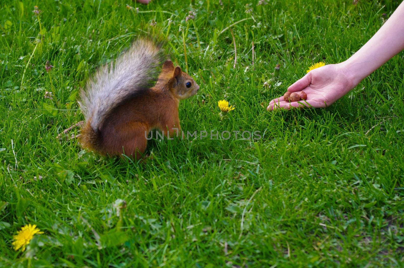 Squirrel feeding from the hand on a green medow by evolutionnow
