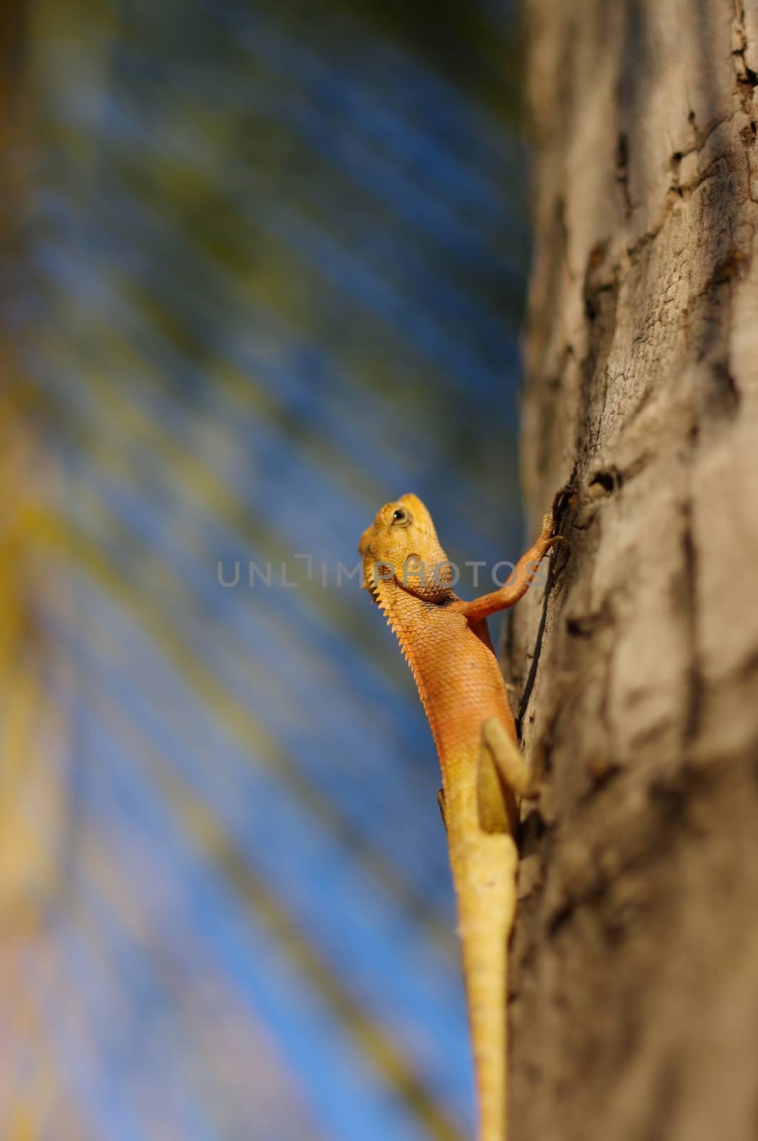 a bight yellow asia garden lizard Calotes versicolour Crested Tree Lizard with blue background on a tree in with plam leave, close-up shooting n Thailand