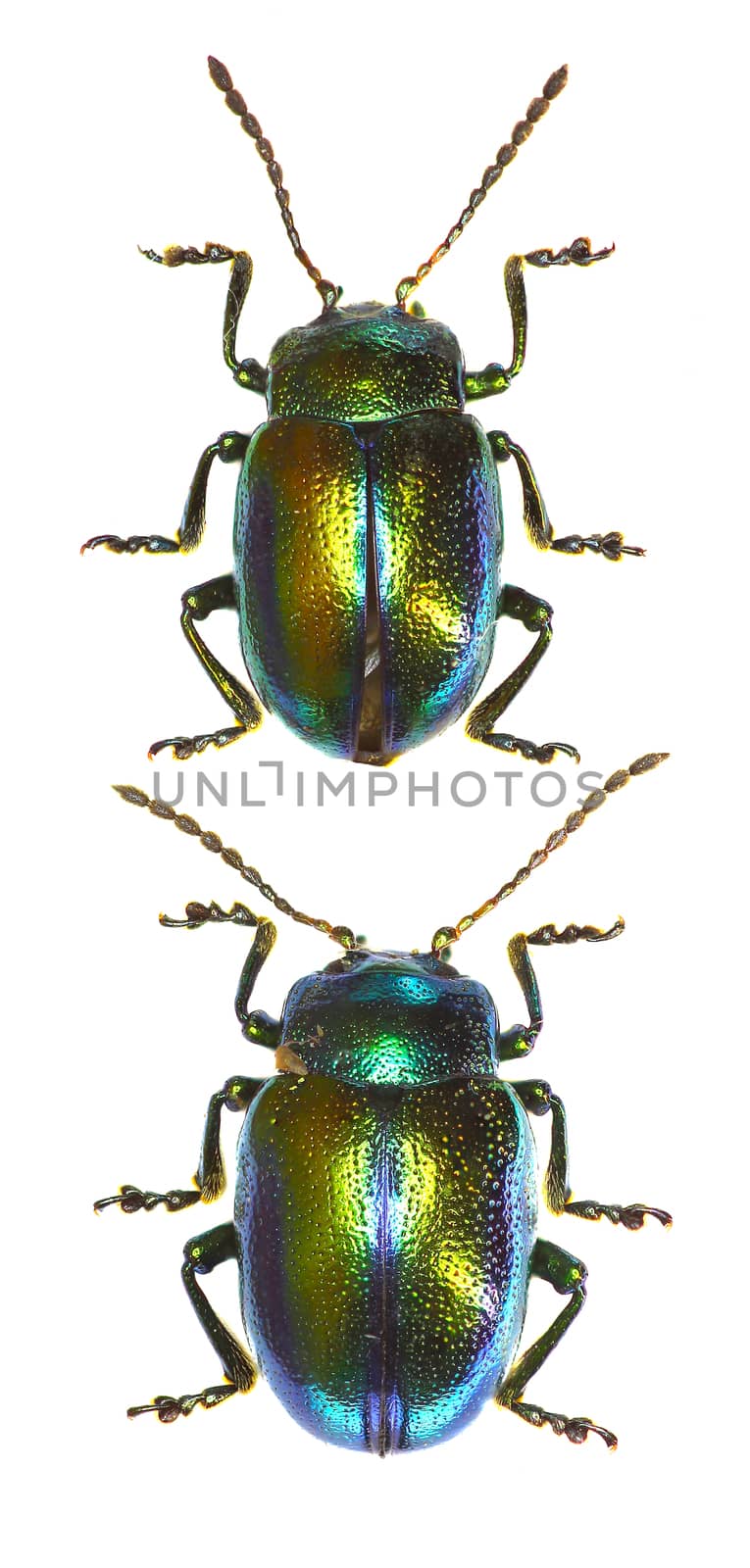 Dead-nettle Leaf Beetle  -  Chrysolina fastuosa (Scopoli, 1763) by gstalker