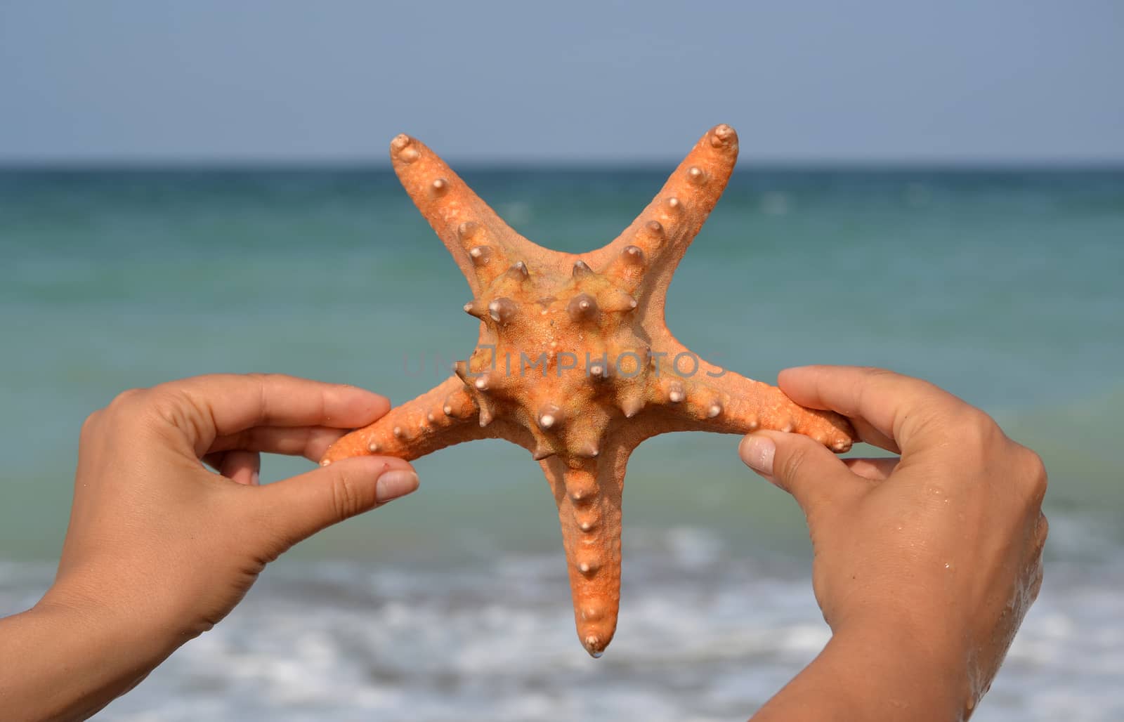 Holding a starfish by hibrida13