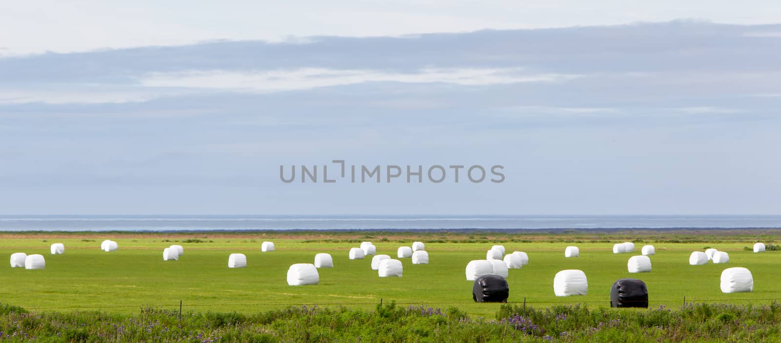 Hay bales sealed with plastic wrap in the Icelandic field