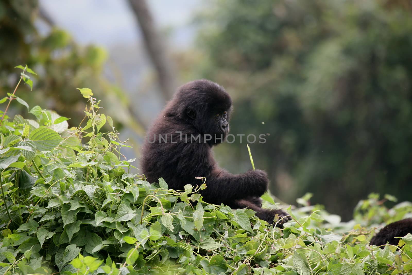 Wild Gorilla animal Rwanda Africa tropical Forest