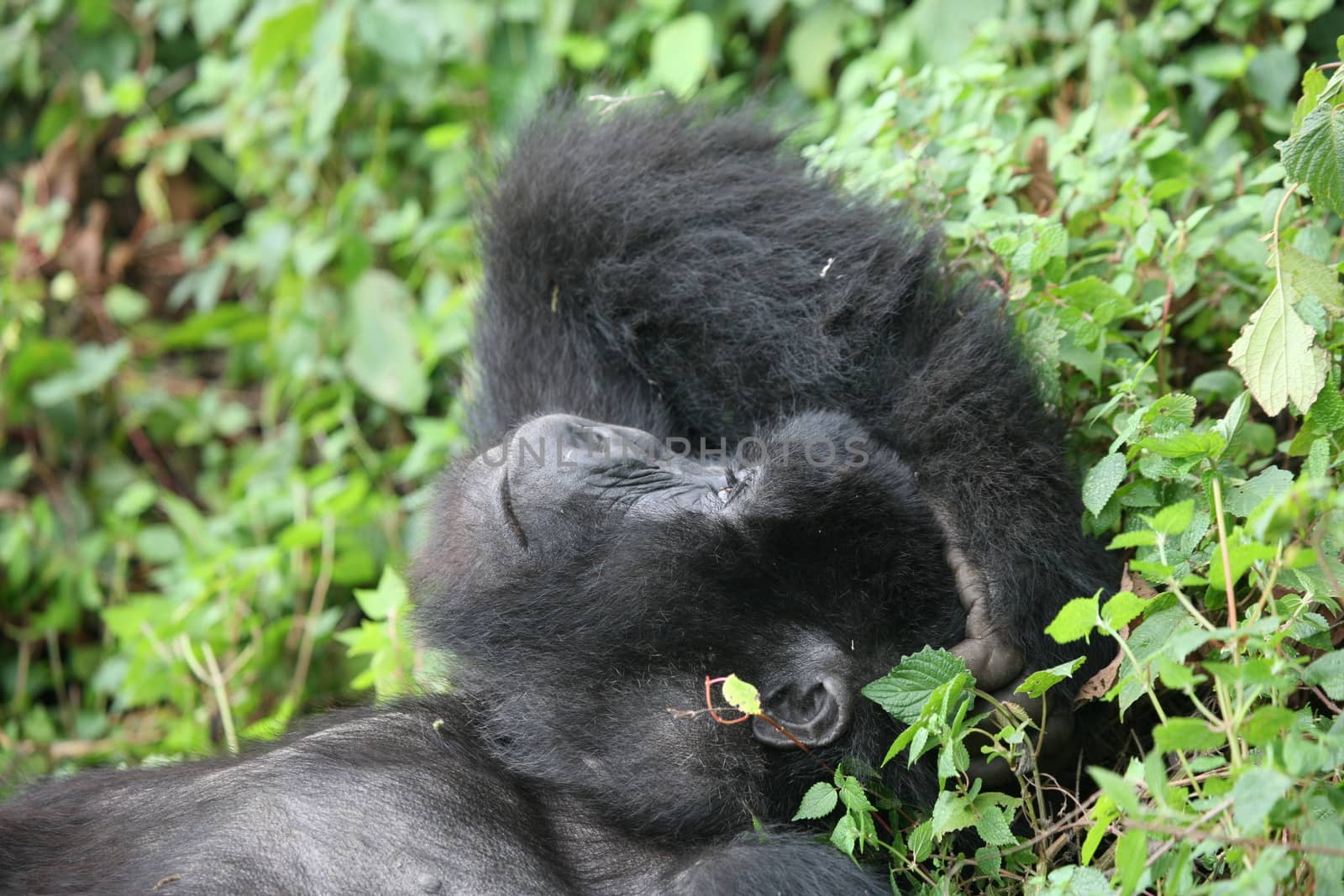 Wild Gorilla animal Rwanda Africa tropical Forest by desant7474