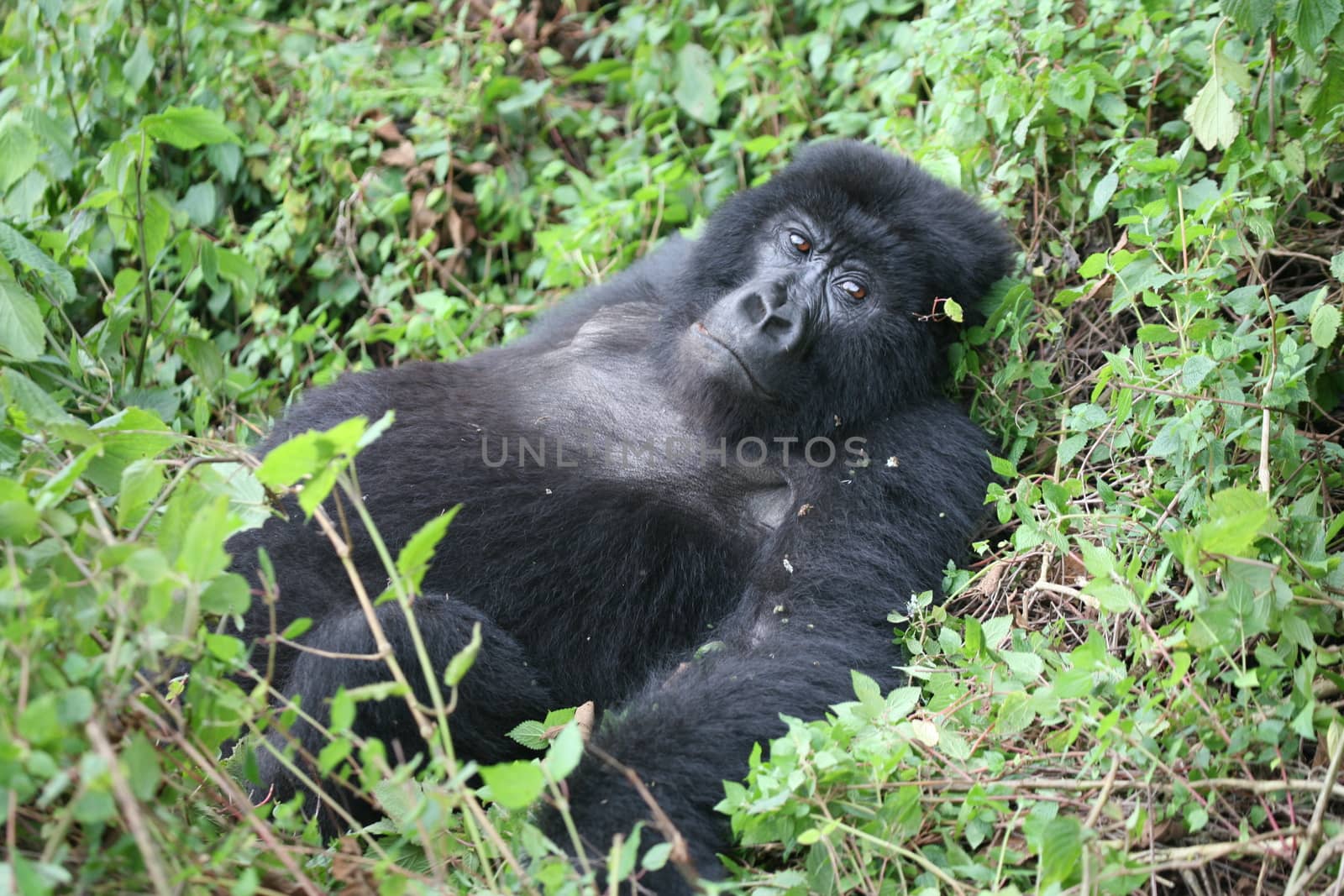 Wild Gorilla animal Rwanda Africa tropical Forest by desant7474