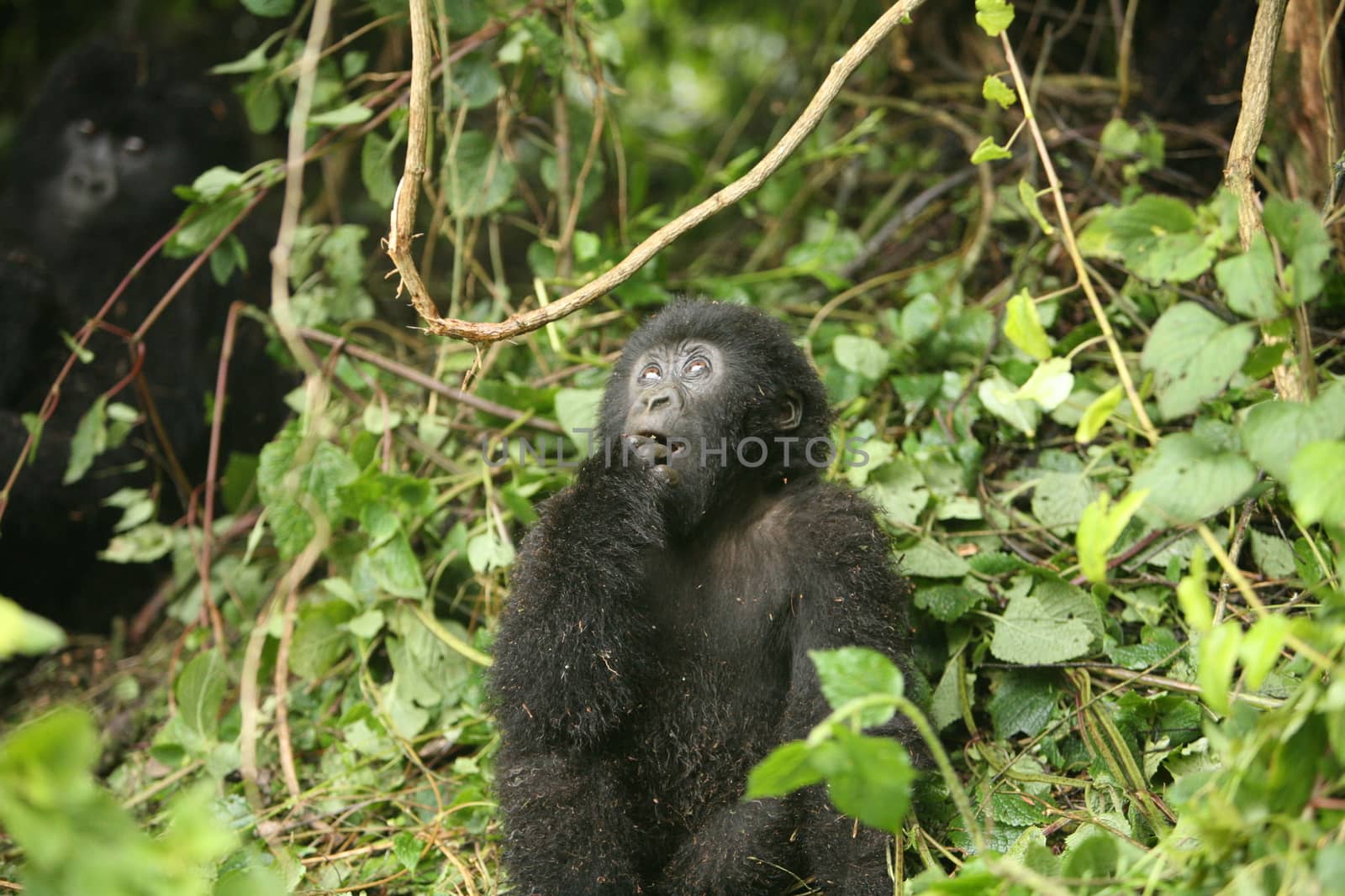 Wild Gorilla animal Rwanda Africa tropical Forest by desant7474