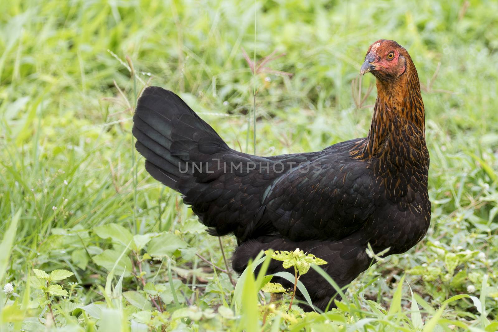 Image of a hen in green field. by yod67