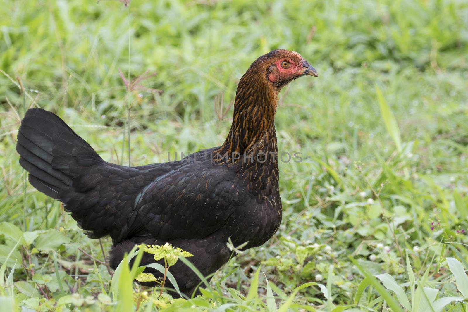 Image of a hen in green field.
