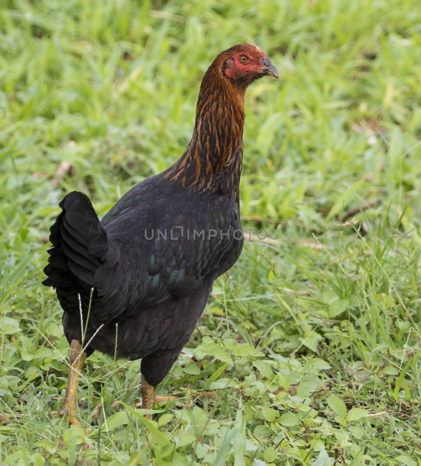 Image of a hen in green field. by yod67