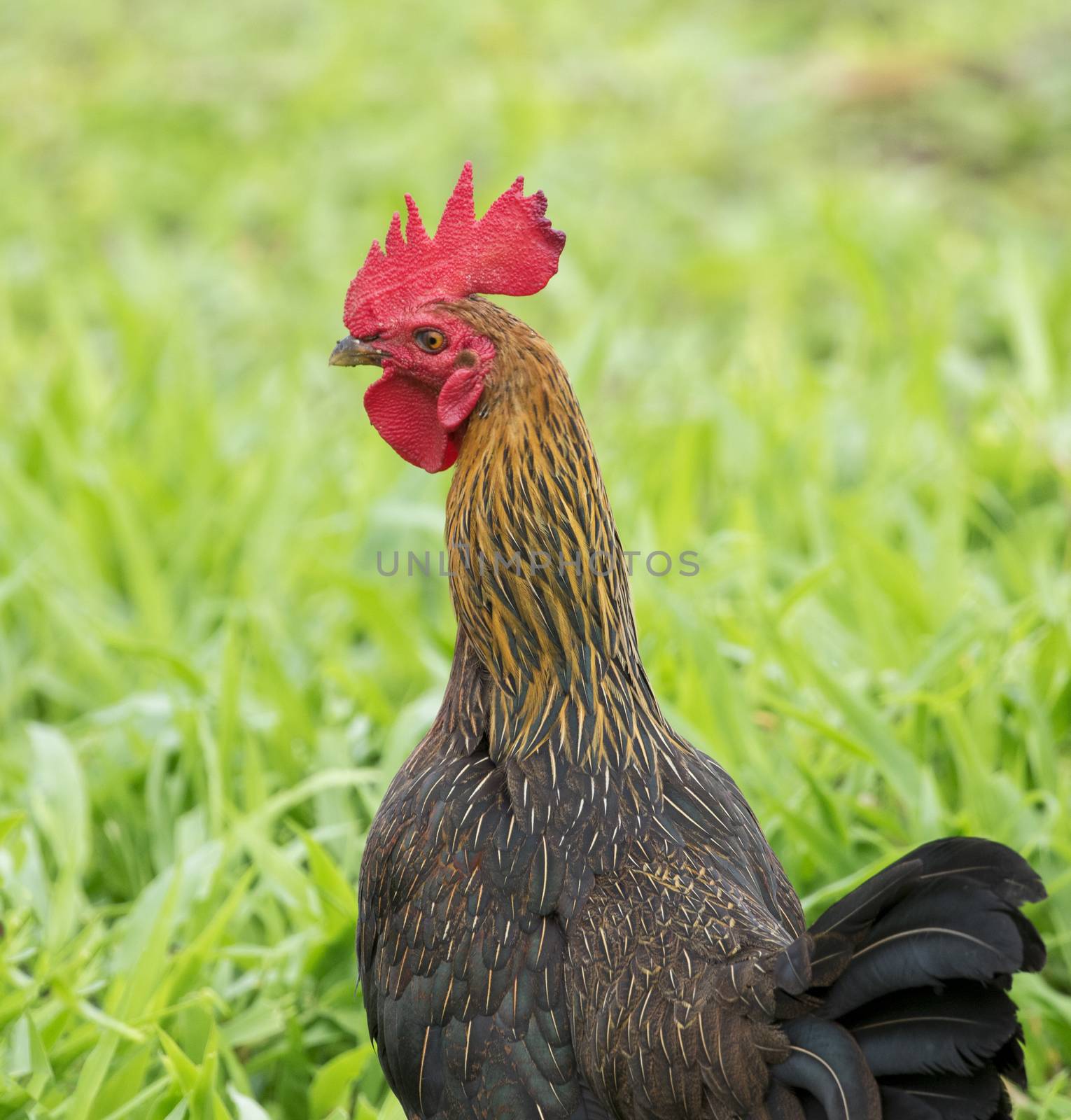 Image of a cock in green field. by yod67