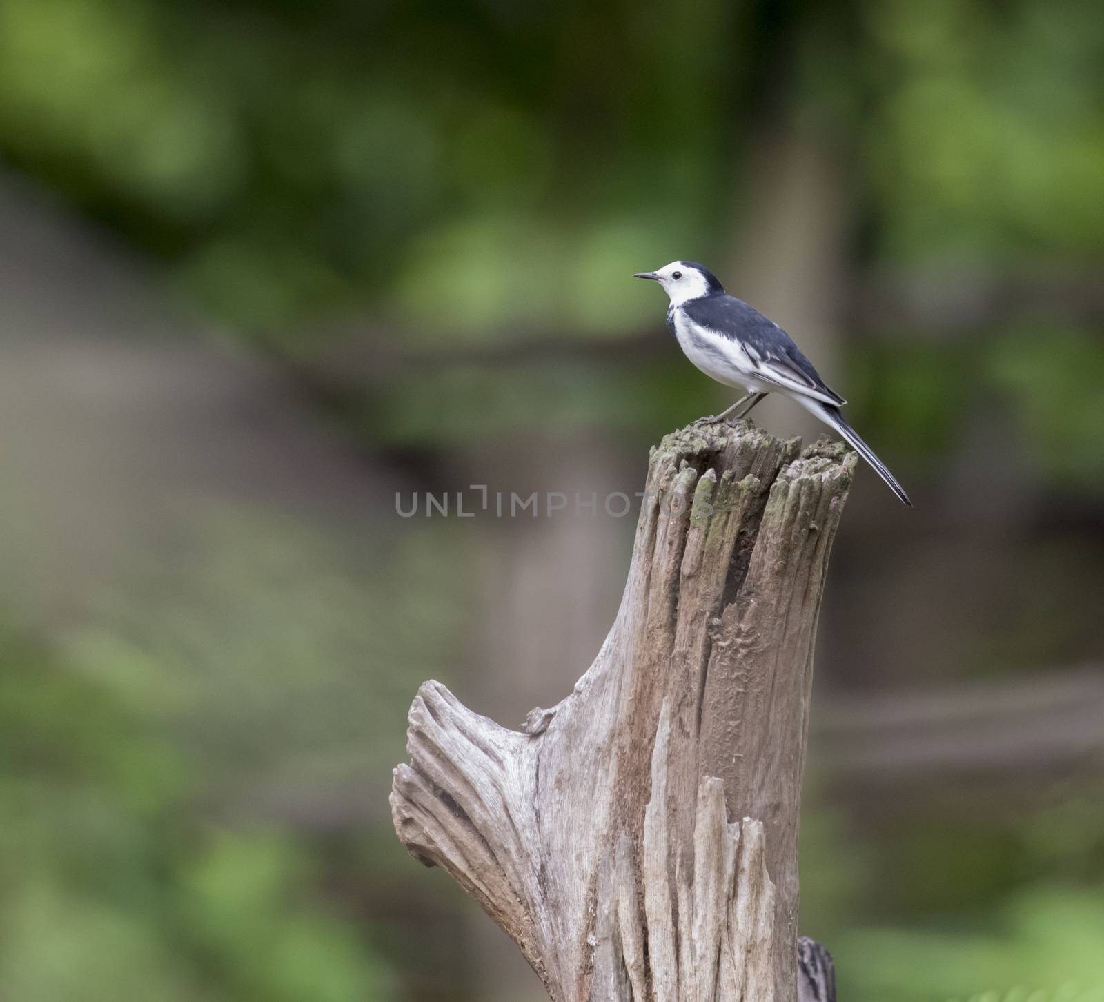Image of a magpie perched on the branch