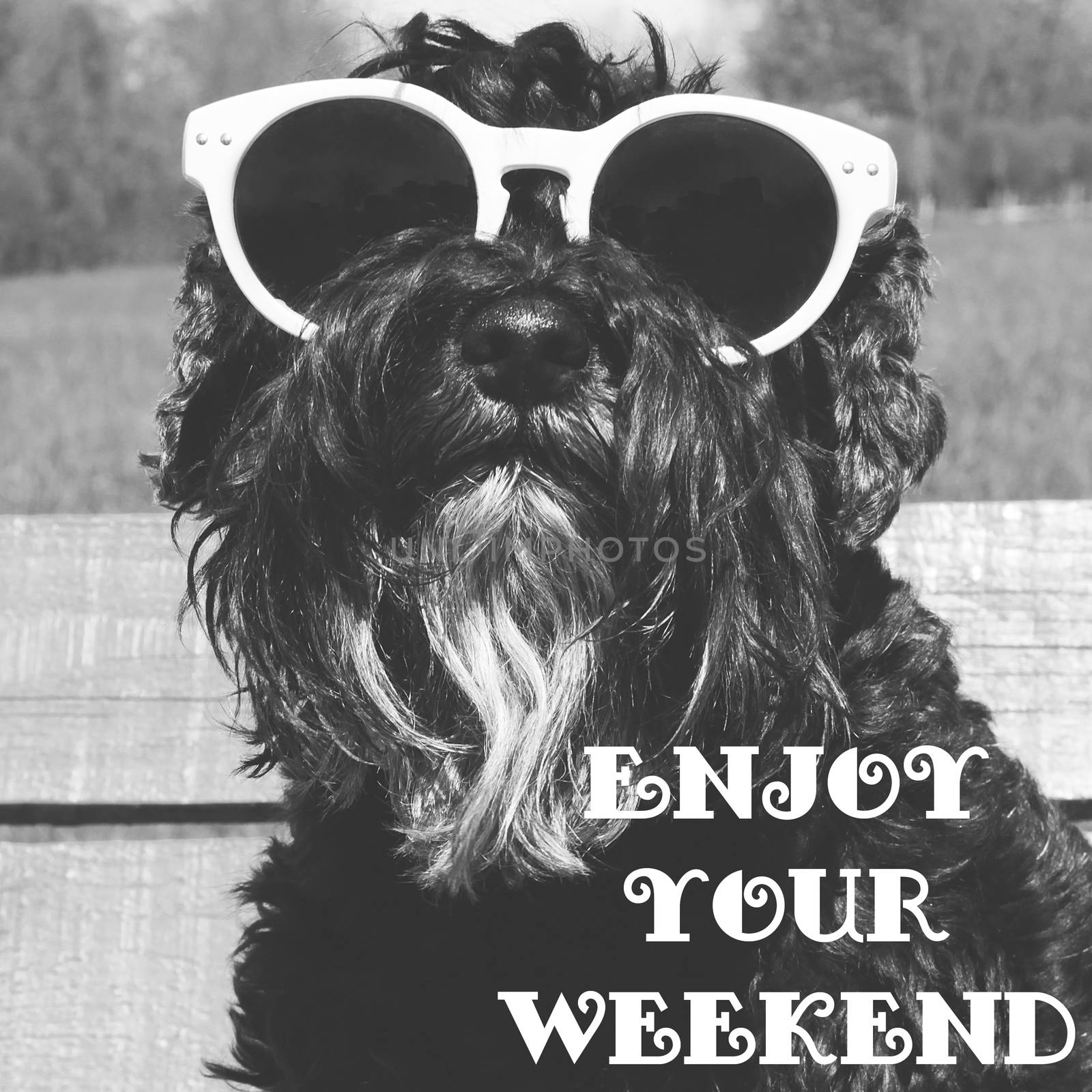 Dog in sunglasses with text: Enjoy your weekend by Voinakh