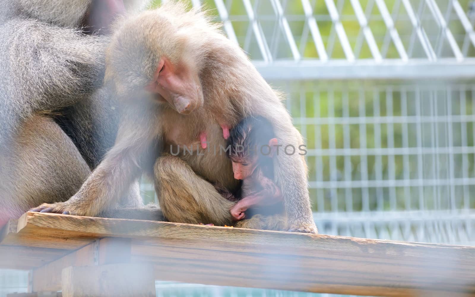 Baboons mother and baby sitting close together