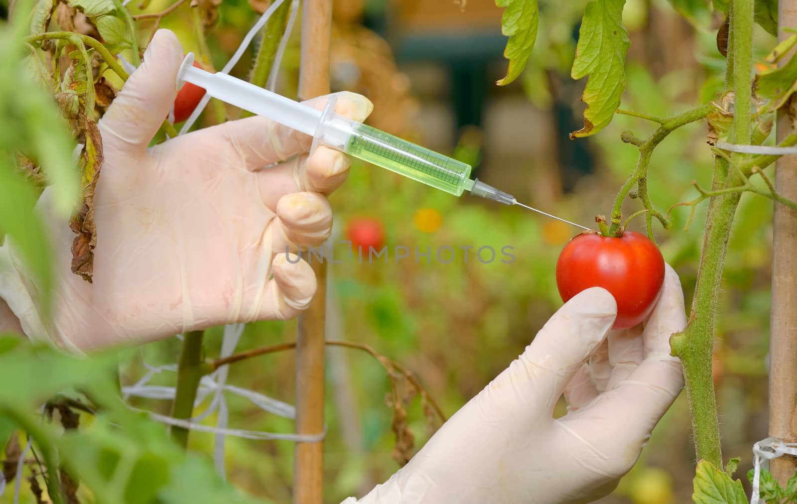 Injection into red tomato in greenhouse