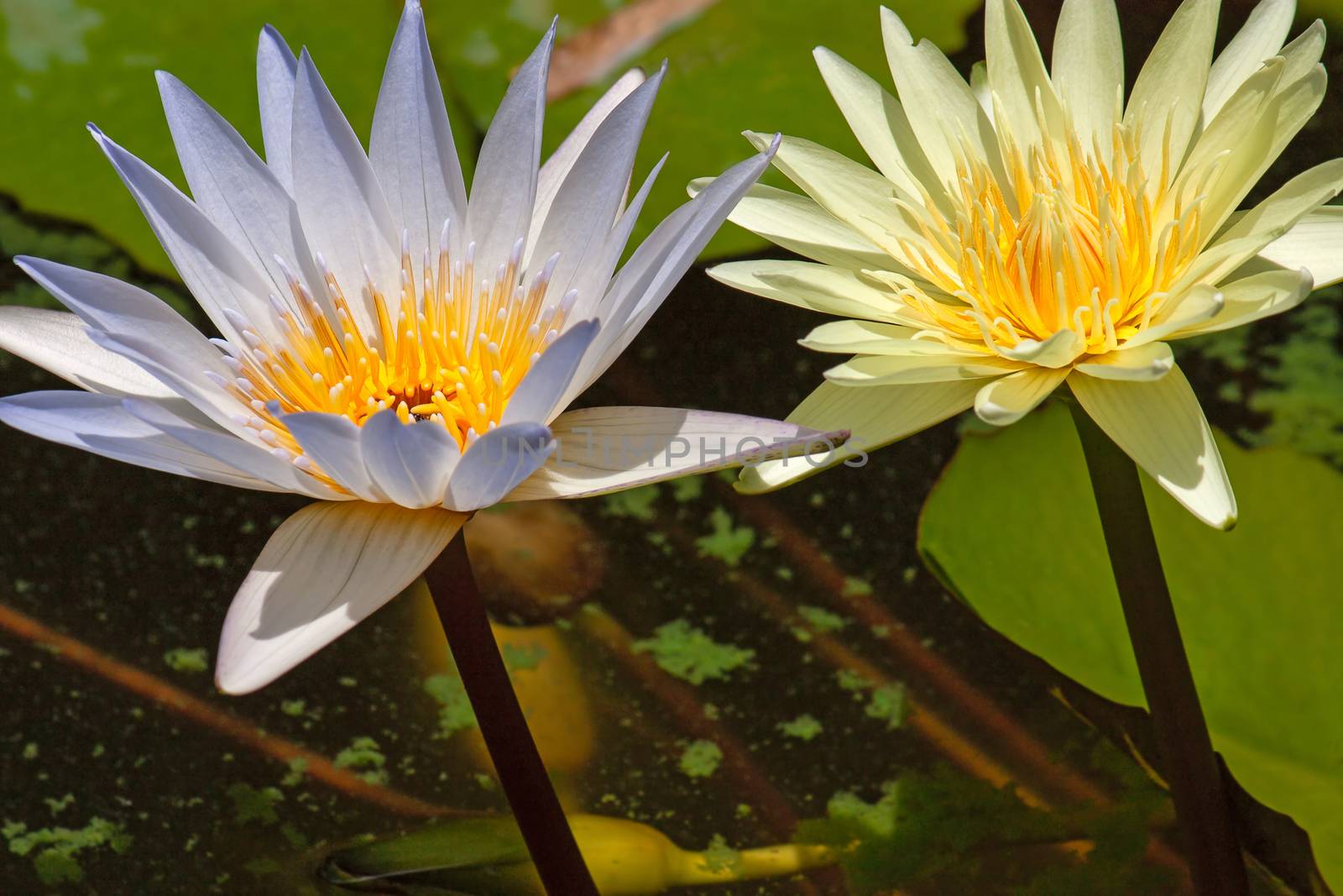 Two water lily by zhannaprokopeva