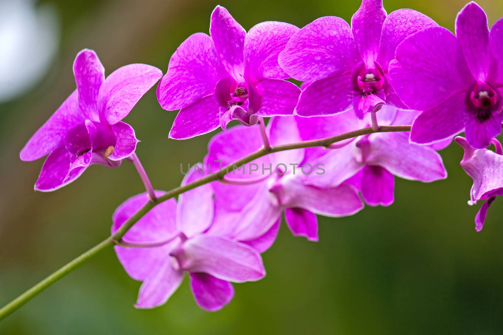 Beautiful flowers of orchids  by zhannaprokopeva