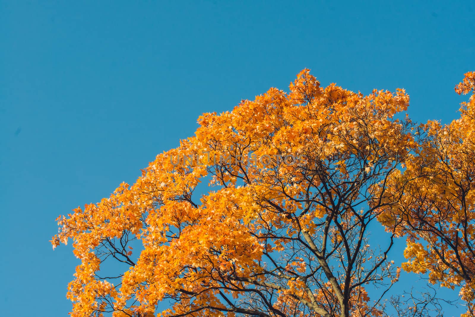 Autumn orange vivid mapple tree leaves with the blue sky background.