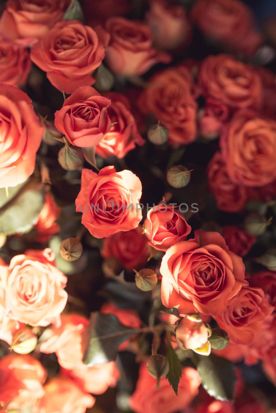 Natural red pink roses flower bouquet background.