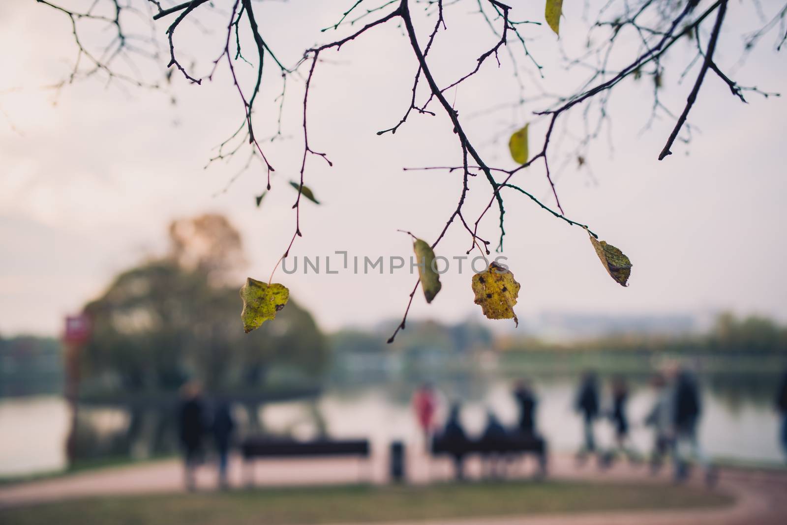 autumn tree branches with yellow leaves on the background of soft blurred bokeh Park and walking people.