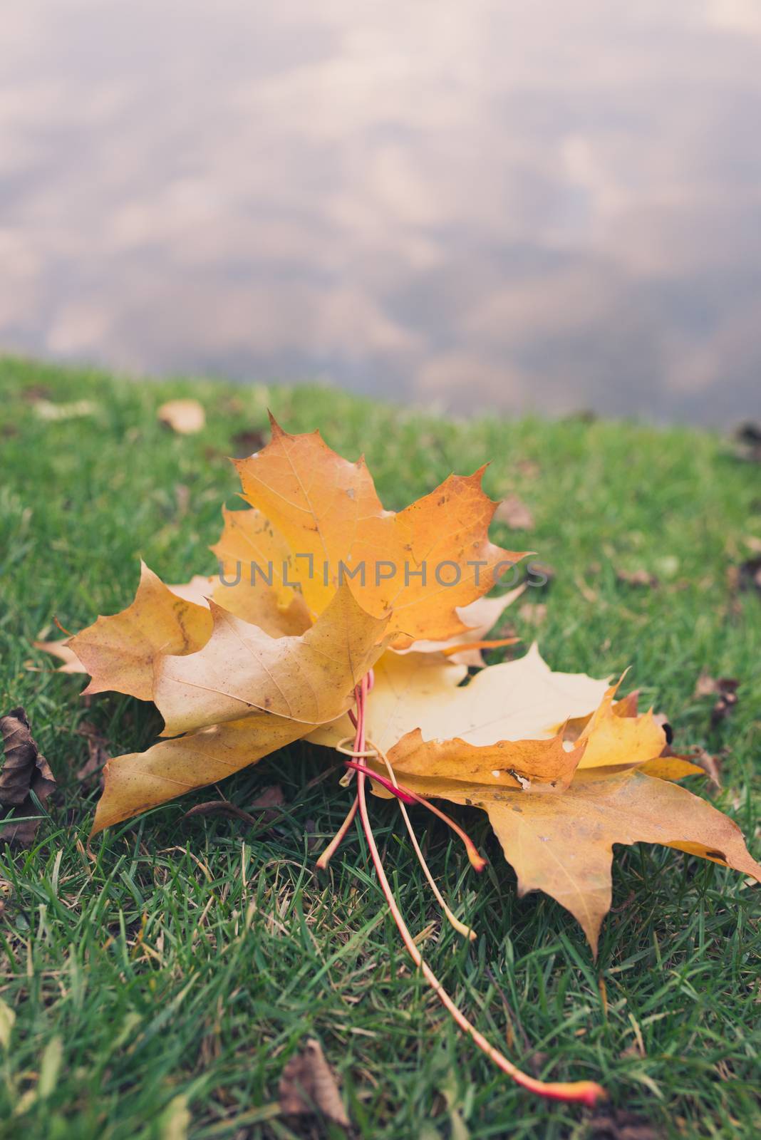 Group of Colorful autumn leaves laying on the grass via water background with copyspace for your text.