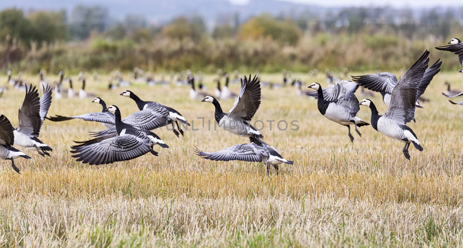Flock of Canada Geese Flying over farm field.