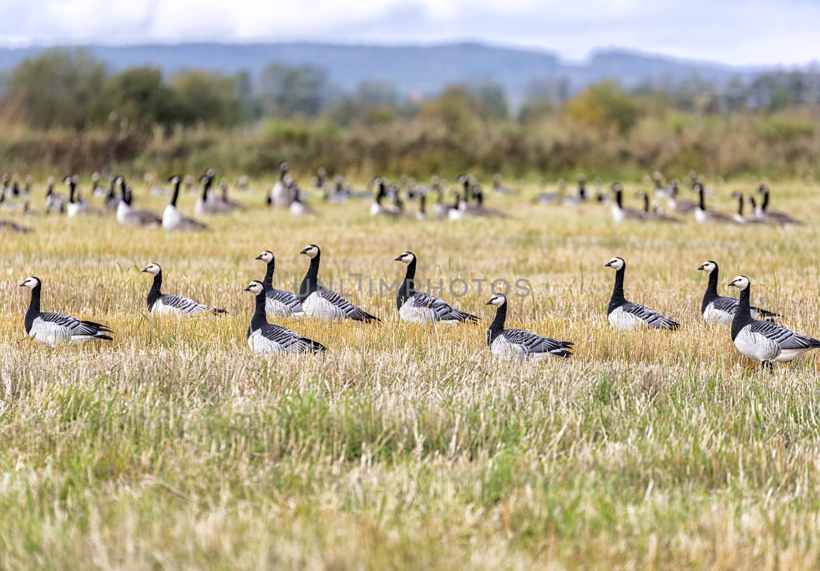 Flock of Canada Geese in farm field.