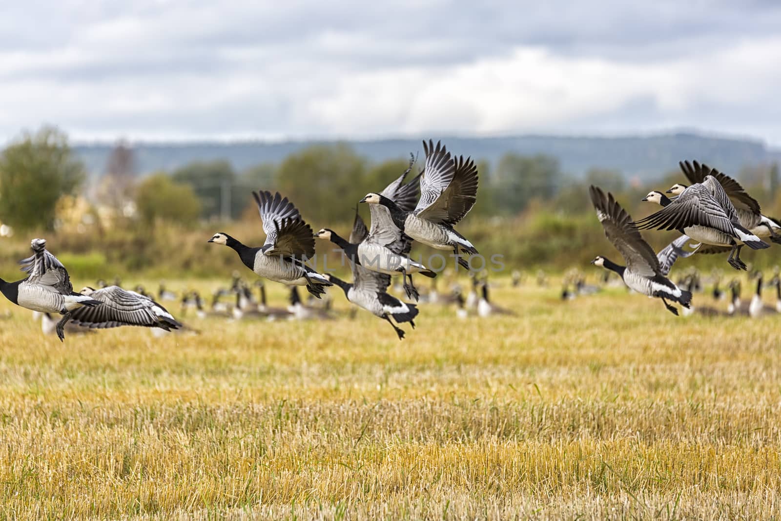 Flock of Canada Geese Flying over farm field.