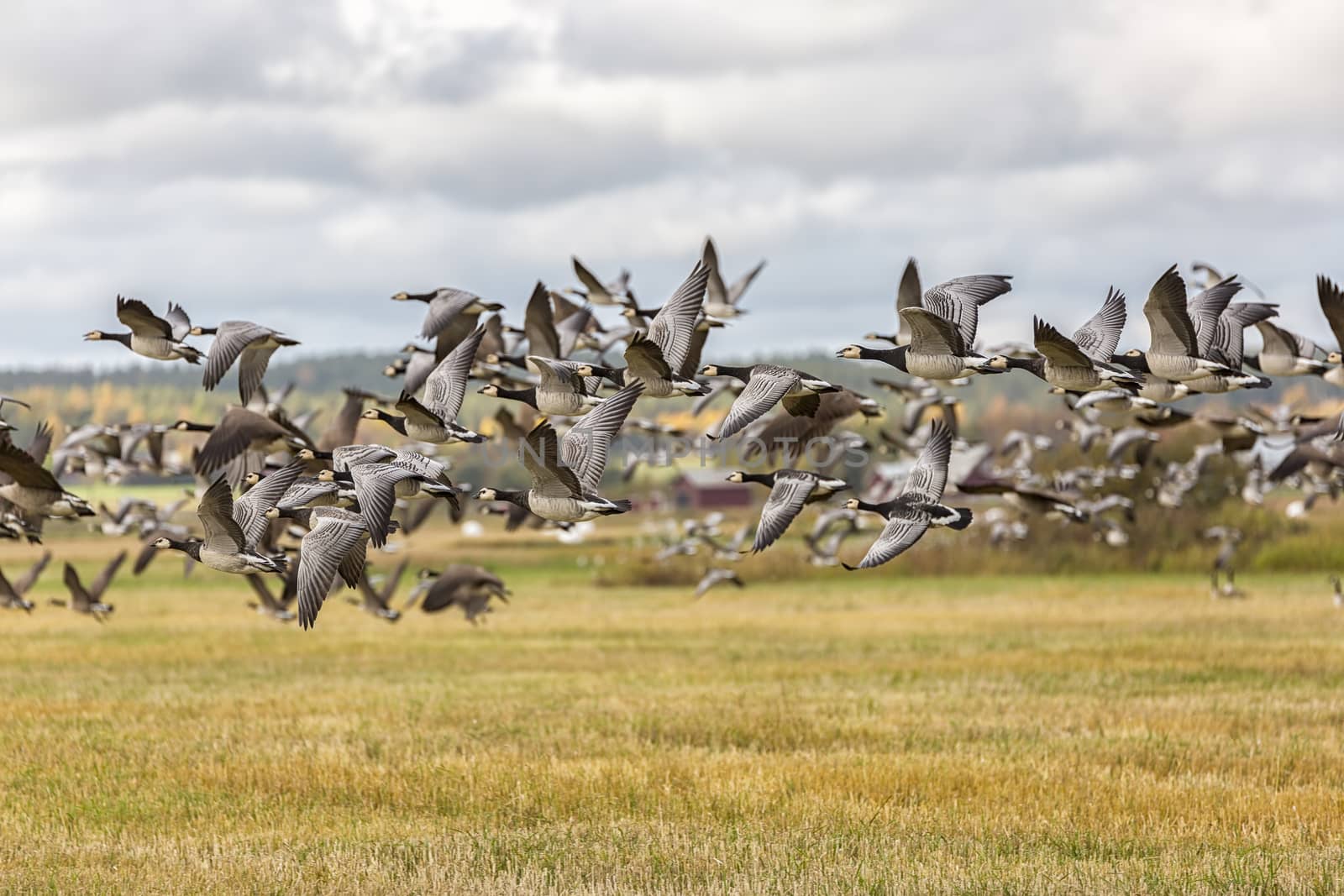 Flock of Canada Geese Flying over farm field.